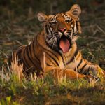 Vanyatara Tadoba hotel