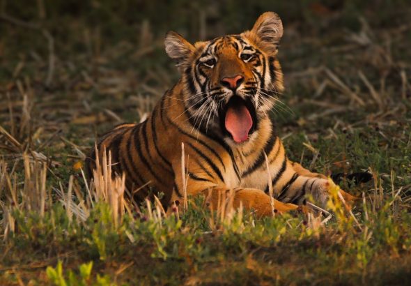 Vanyatara Tadoba hotel