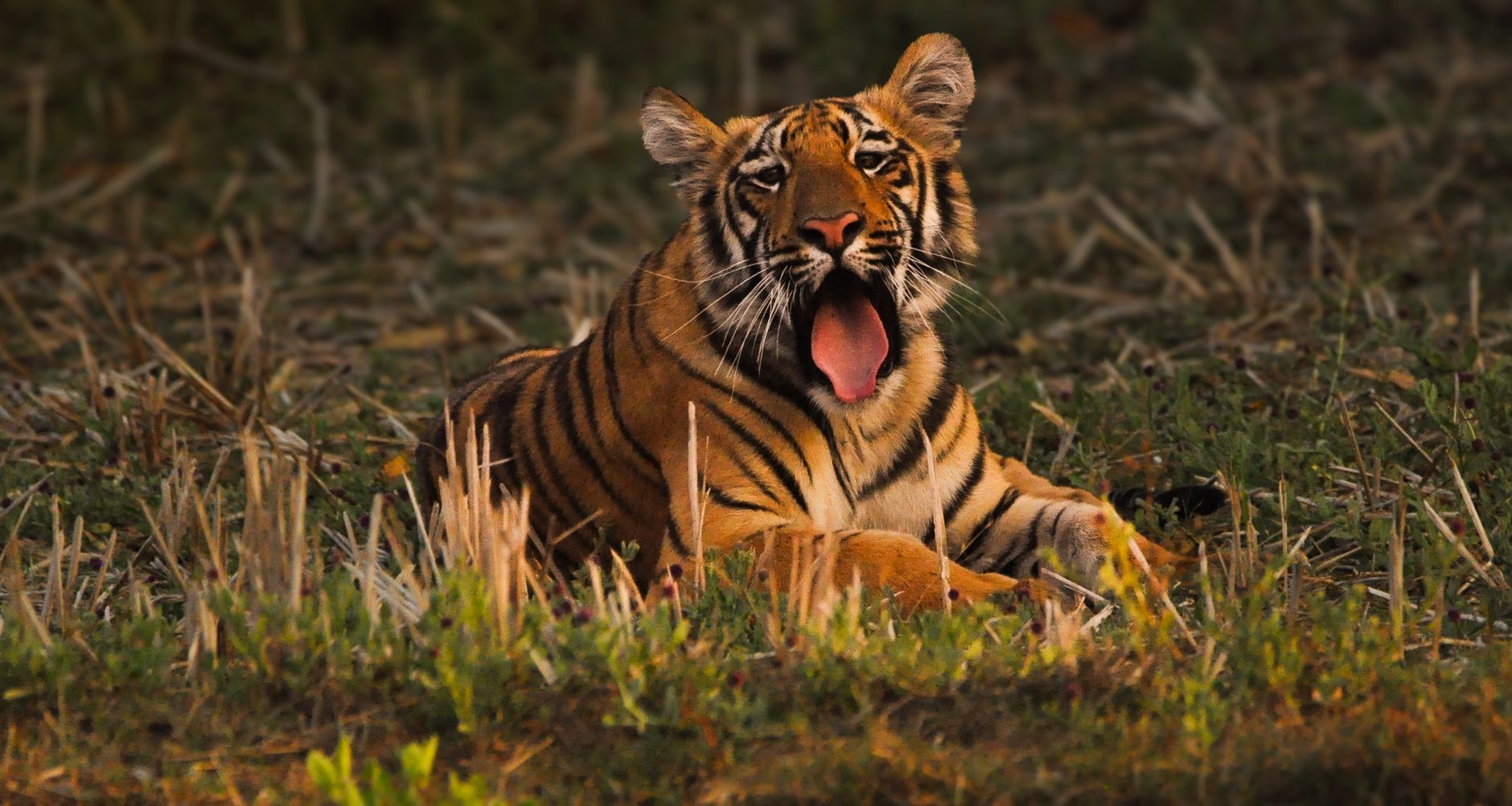 Vanyatara Tadoba hotel